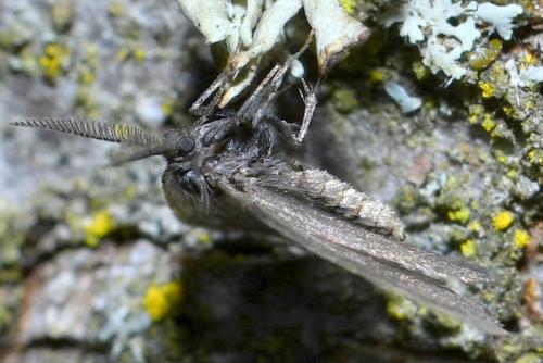 Réf. 204 339 : Rebelia sp.